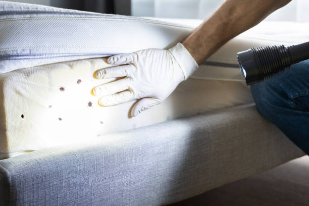 Best Flea Control Services  in Benicia, CA