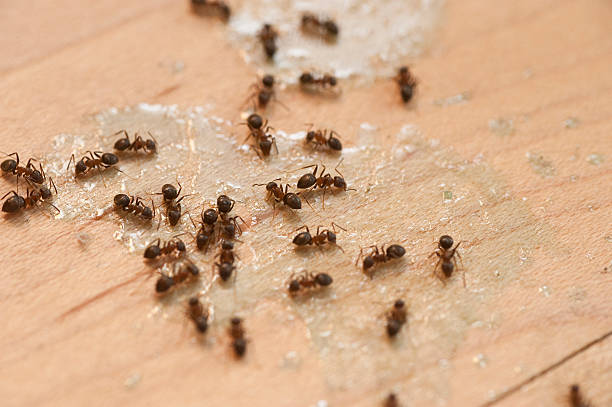 Best Pest Control Near Me  in Benicia, CA
